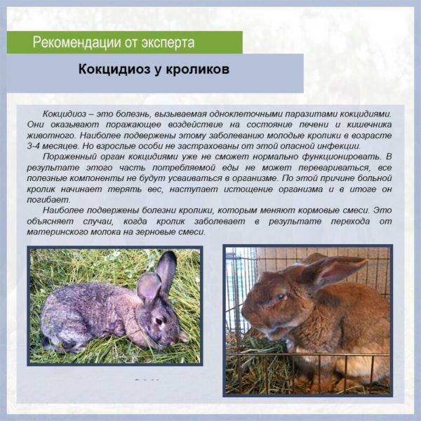 Болезни кроликов: список инфекционных и незаразных заболеваний и методы борьбы с ними