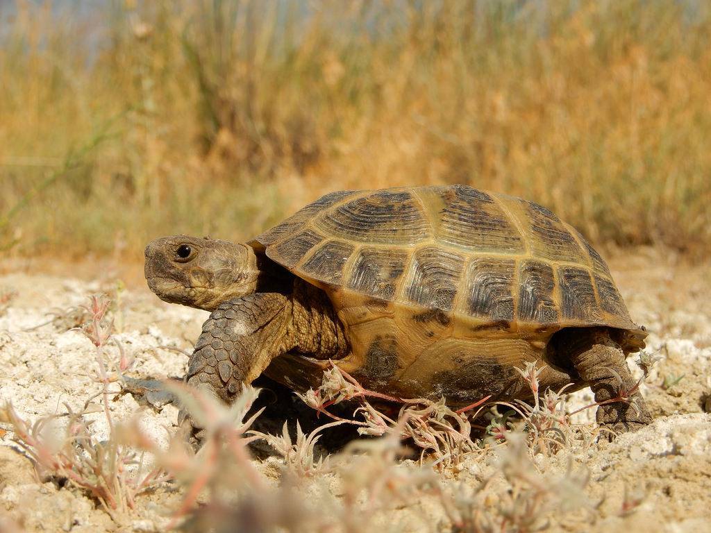 Содержание среднеазиатских черепах в неволе
