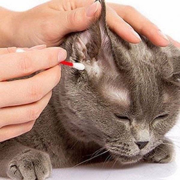 Болезни ушей у кошек: симптомы и лечение