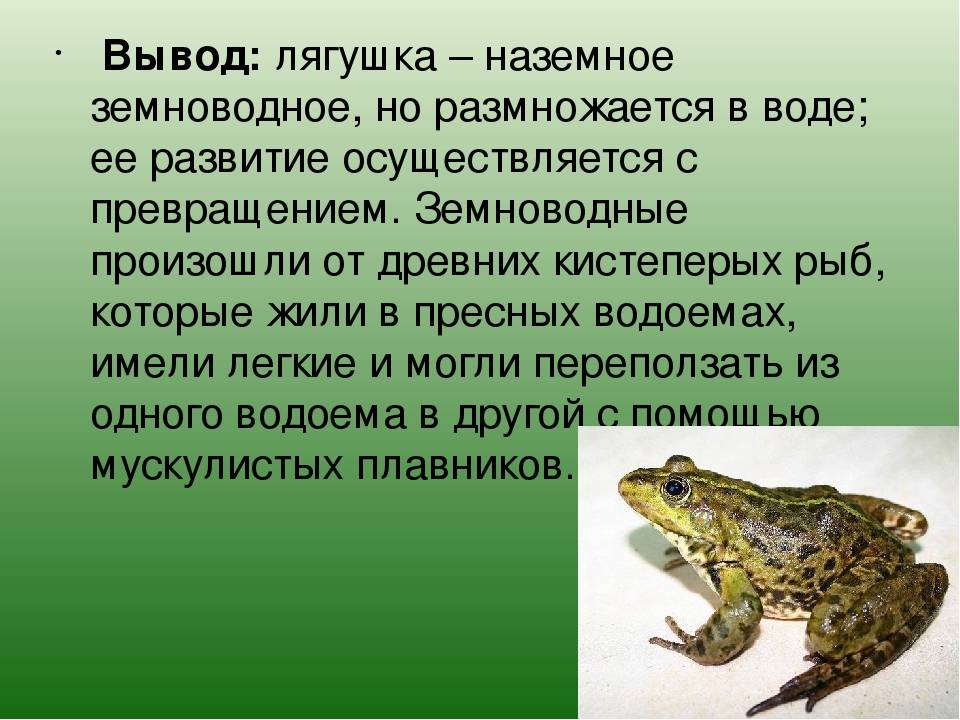 Лягушки – фото, описание, ареал, рацион, враги, популяция