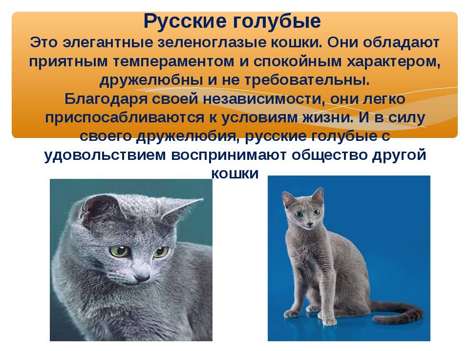 Самое подробное описание породы анатолийских кошек: внешний, вид и уход