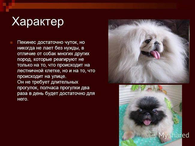 Породы собак: пекинес (50 фото) особенности породы и красочные фото собак
