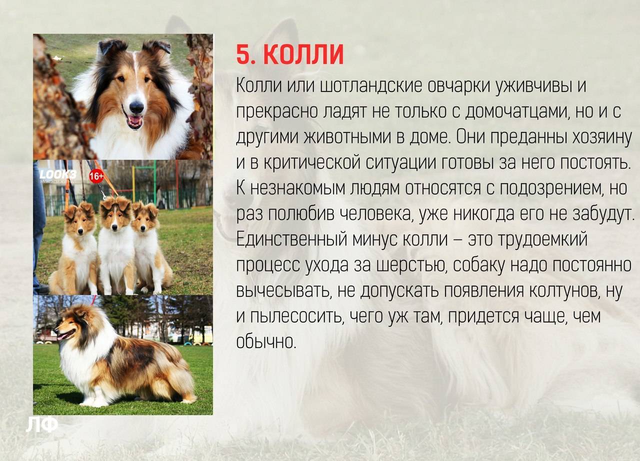 Топ 12 ᐈ самые умные породы собак в мире с фото