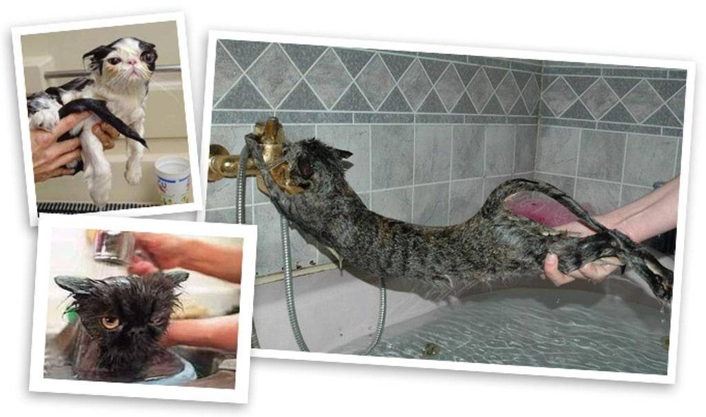 Купание котят: как и когда это лучше делать. как правильно купать котенка в первый раз и с какого возраста можно начинать?