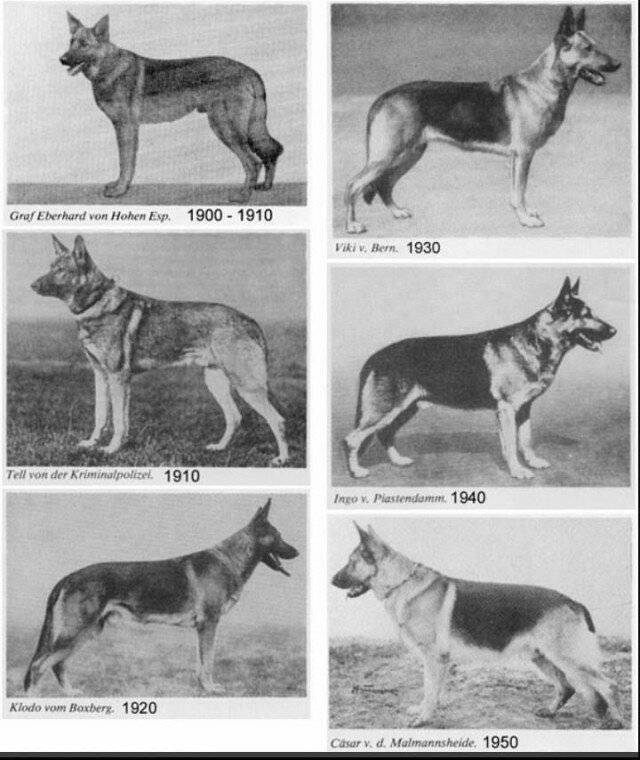 Восточноевропейская овчарка - характеристика собаки, дрессировка, выращивание щенков и рацион питания