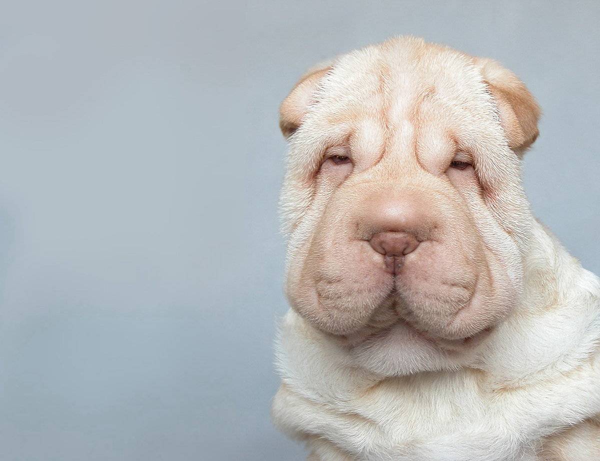 ᐉ 5 лучших морщинистых пород собак со складками: фото, описание и стоимость щенков - kcc-zoo.ru