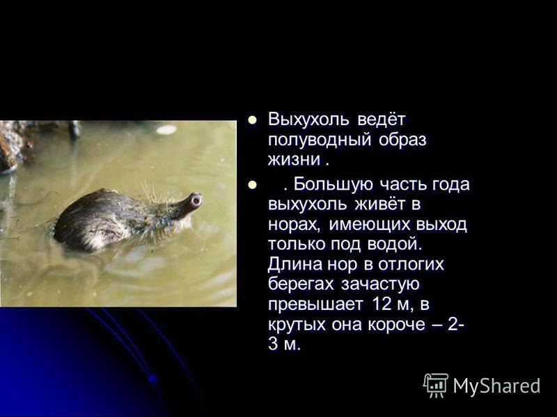 Выхухоль: самое смешное русское животное. обсуждение на liveinternet
