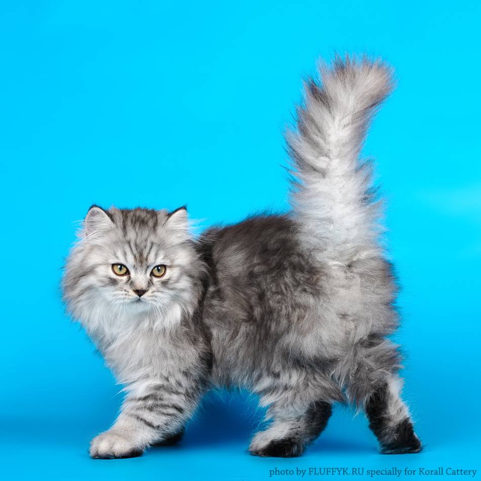 Хайленд страйт - характеристика породы, характер, уход - мир кошек