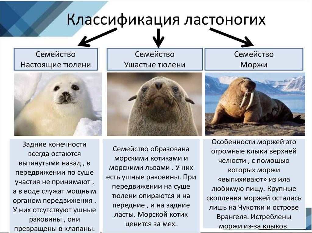 Мех ушастого тюленя: характеристики ценного