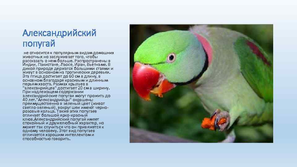 Самые интересные факты о попугаях