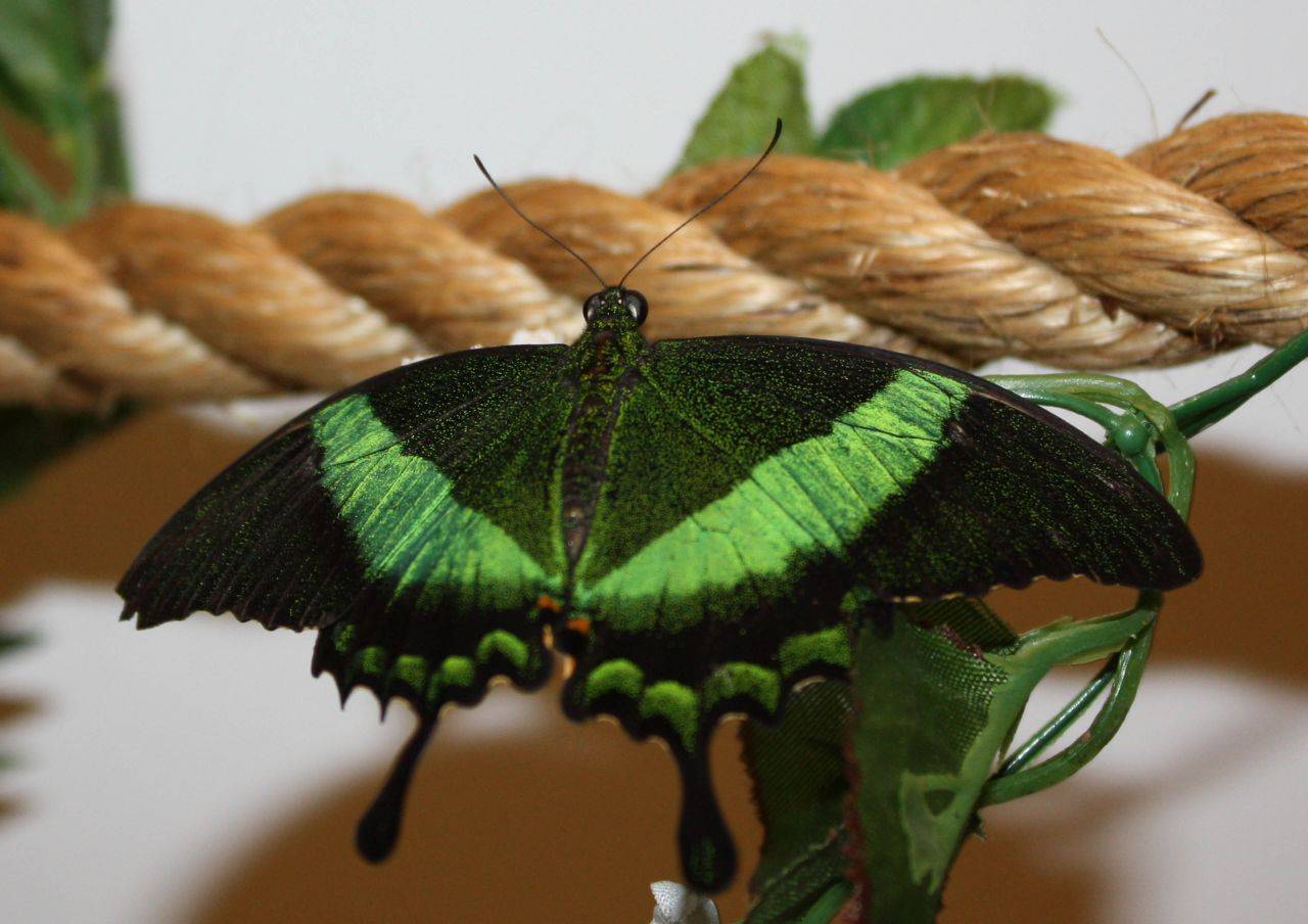 Чем питаются бабочки в природе и в домашних условиях - интересная информация