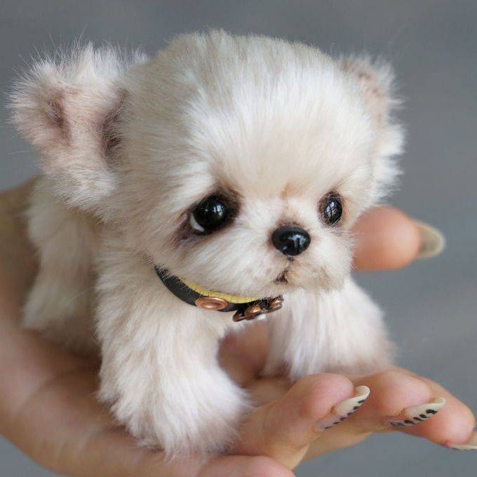 Самые маленькие породы собак в мире: фотографии с названиями десяти наиболее миниатюрных созданий
