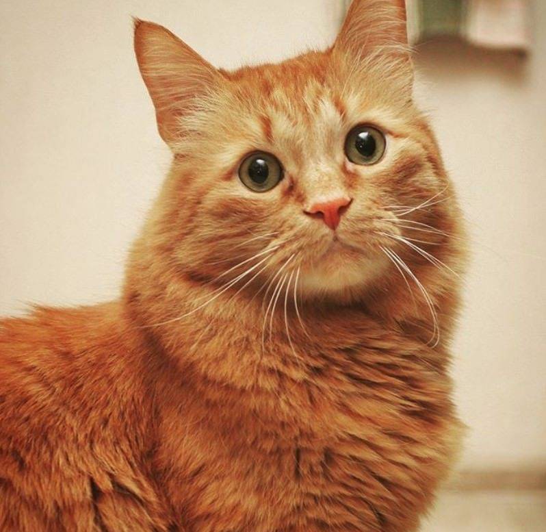 Как интересно назвать рыжего кота или кошку?