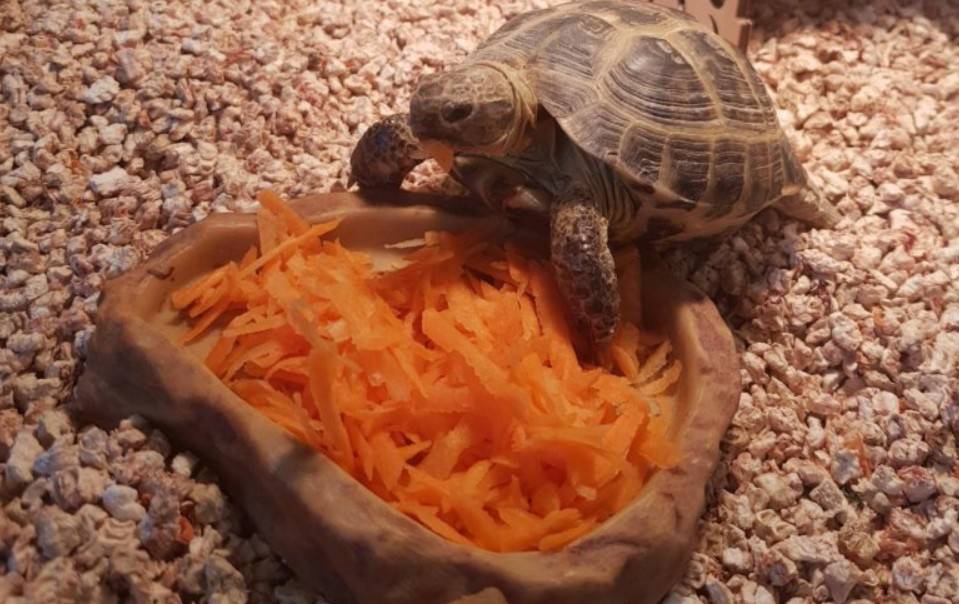 Как ухаживать за черепахой: что нужно для ее содержания в домашних условиях