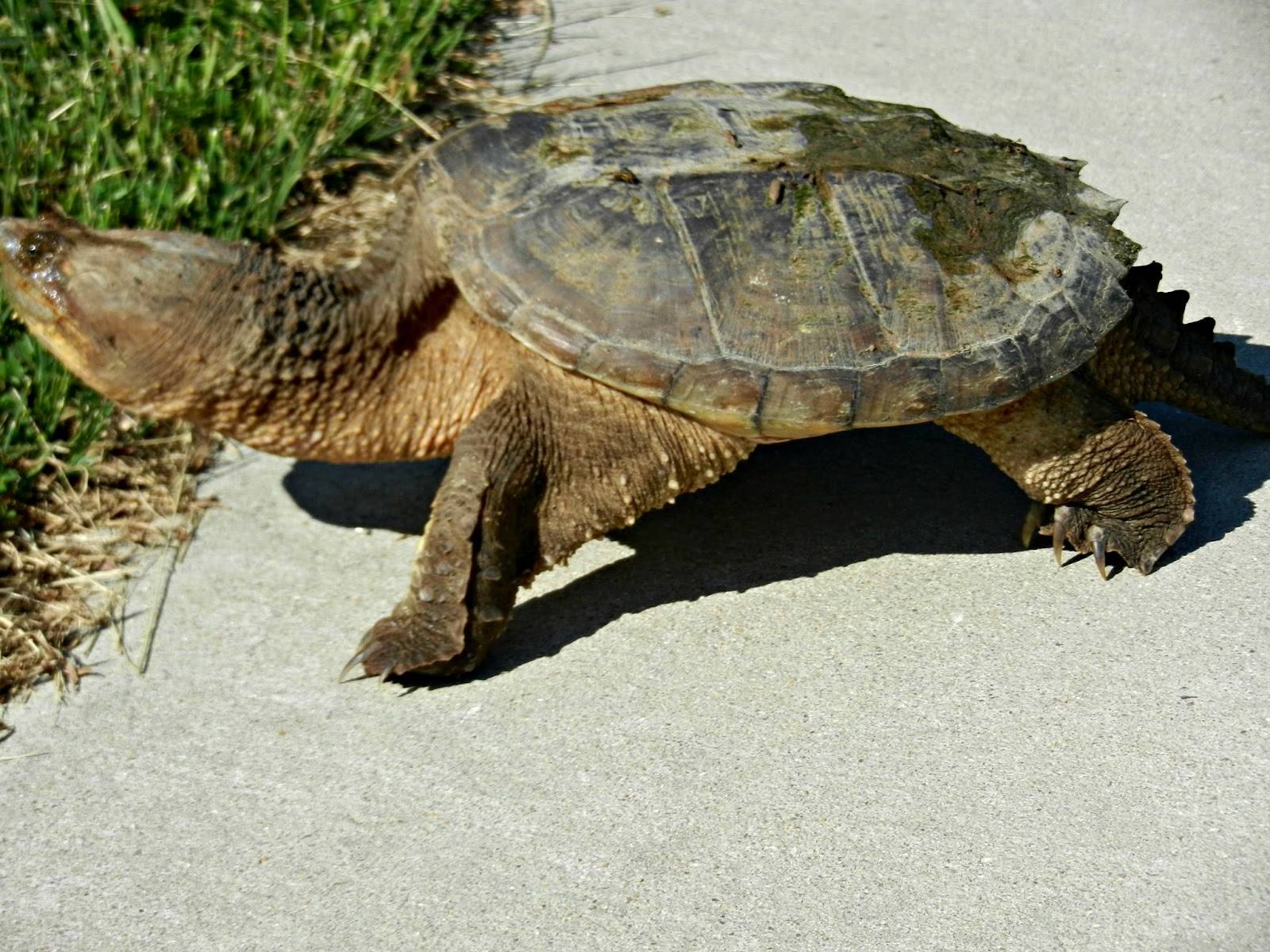 Каймановая черепаха в домашних условиях: особенности содержания и кормления питомца (с фото)