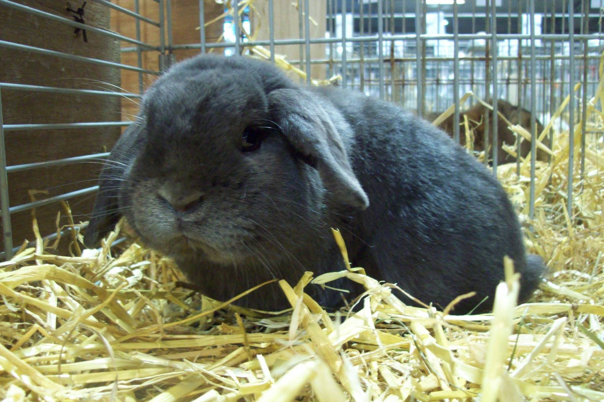 Кролик - баран: особенности вида и условия содержания