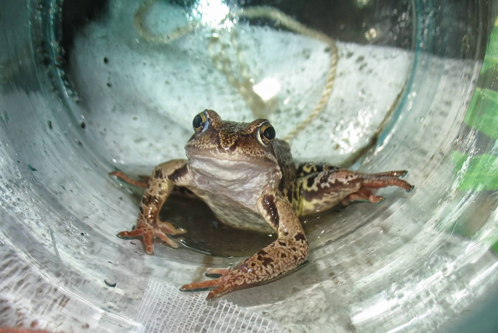 Жаба в доме: приметы про жаб