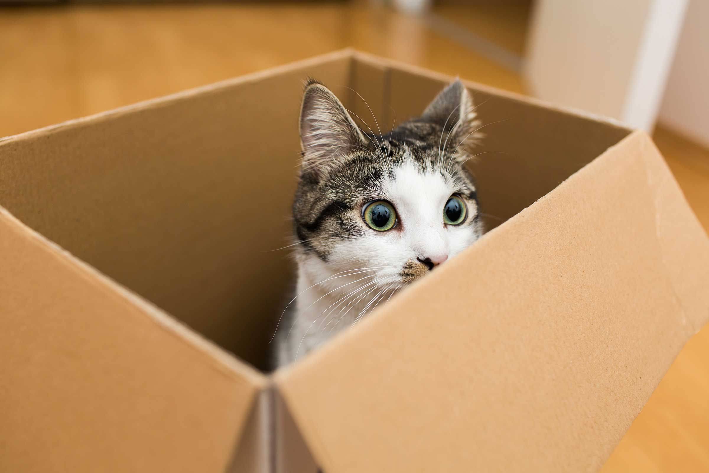 Почему кошки любят коробки и пакеты: простой ответ