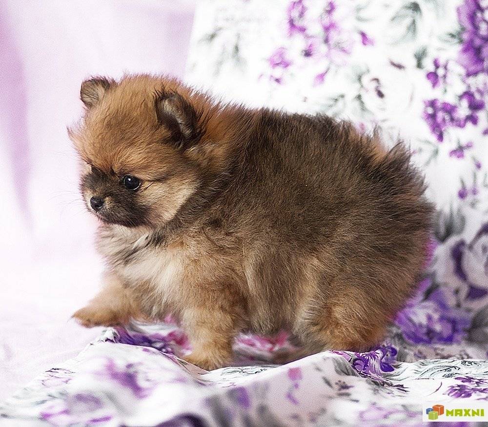 Порода собак мини-померанский шпиц медвежьего типа и ее характеристики с фото