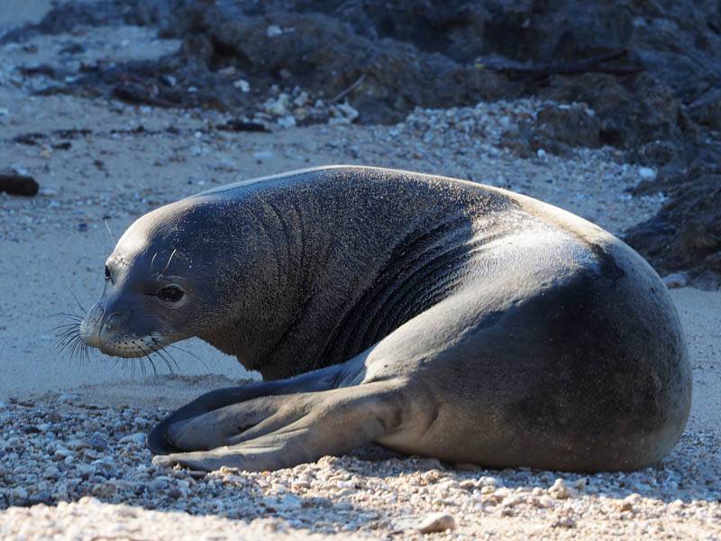 Средиземноморский тюлень-монах – самое редкое ластоногое