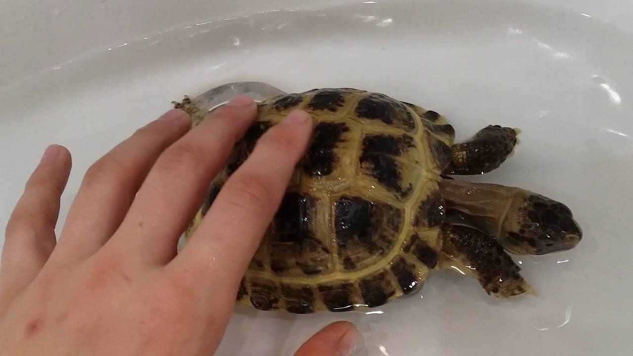 ᐉ как купать и мыть сухопутную черепаху (среднеазиатскую) в домашних условиях - zoopalitra-spb.ru