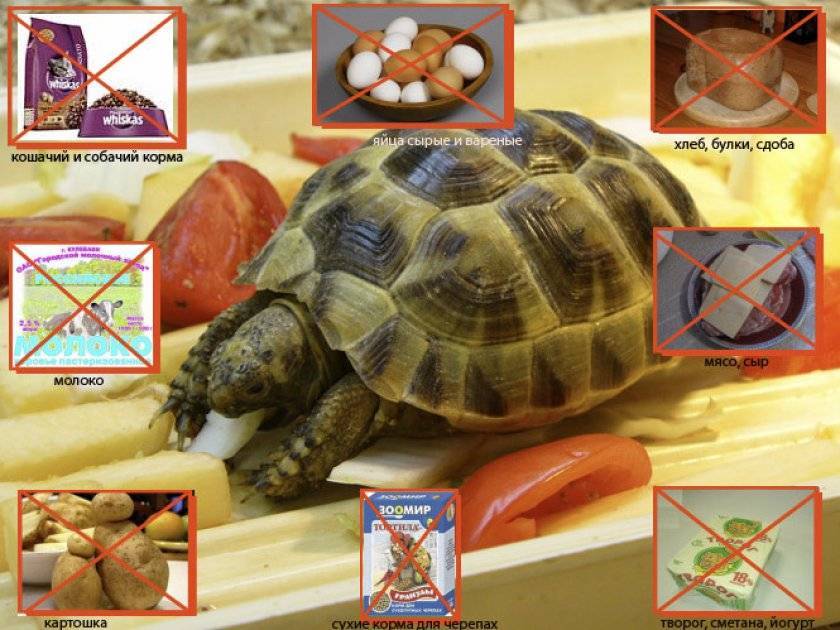 Чем кормить красноухую черепаху в домашних условиях