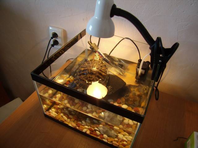 Лампа накаливания для черепах, выбор и правильное размещение