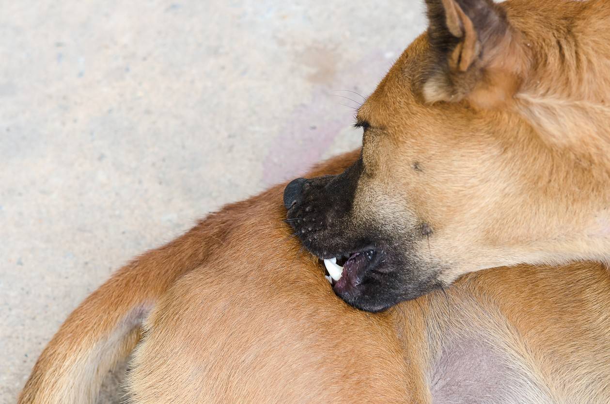Почему собака кусает свой хвост и нужно ли беспокоится