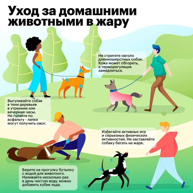 Как правильно гулять с собакой - dogtricks.ru