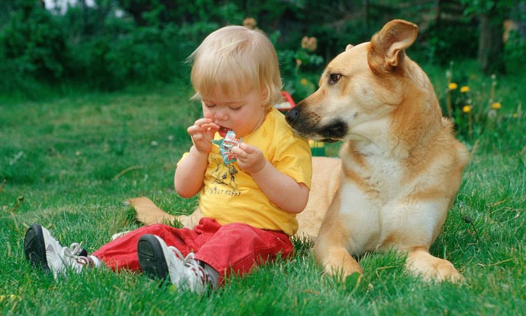 Исследование: собаки защищают детей от развития ожирения и аллергии - многопородный клуб «суперминики»