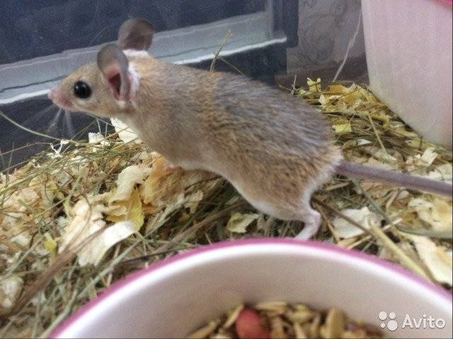 Иглистая мышь акомис - содержание и уход за иглистой мышкой