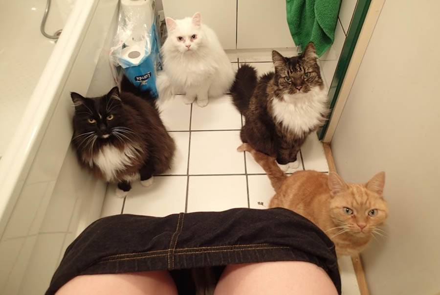 Почему кошка не ходит в туалет: самые распространенные причины и способы решения проблемы
