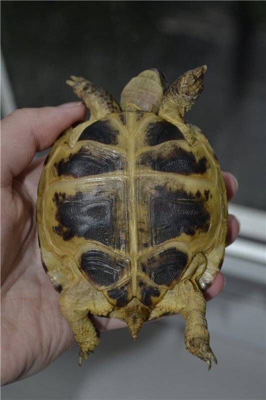 Как определить пол красноухой черепахи в домашних условиях: узнать мальчик или девочка (самец или самка), возраст
