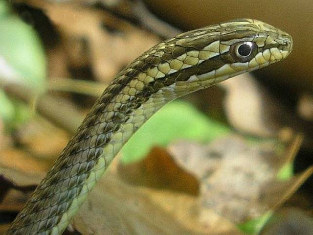 Стрела-змея - ужеобразные | некоммерческий учебно-познавательный интернет-портал зоогалактика