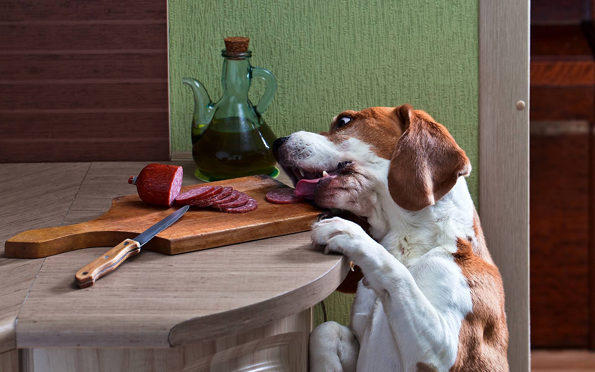 Анальные железы у собак: тот еще геморрой! | домашние животные