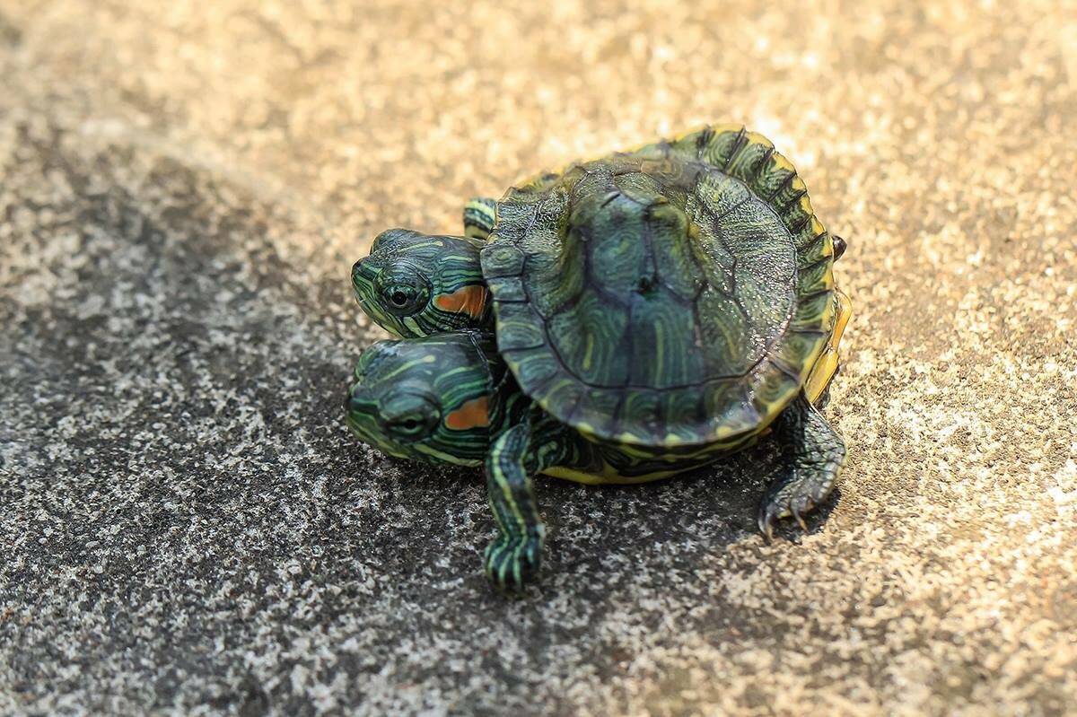 Черепахи без панциря: фото, виды, видео