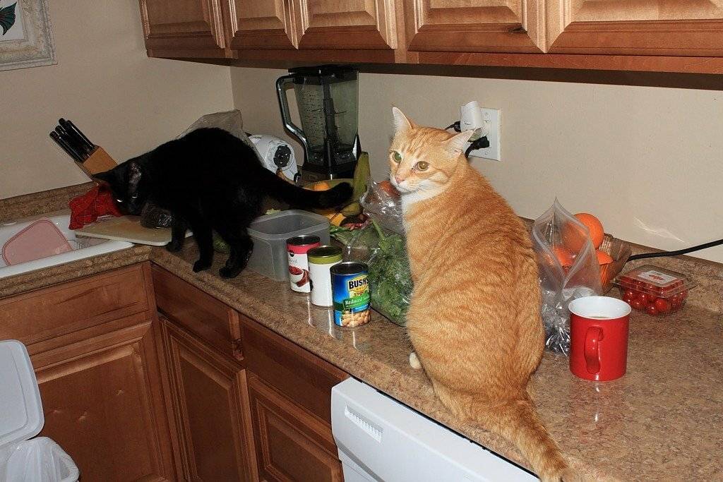Как отучить кошку или кота лазить по столам, советы и практические рекомендации