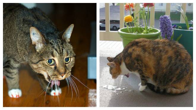 Обратное чихание у кошек – физиологическая реакция или опасное явление. отвечаем подробно.