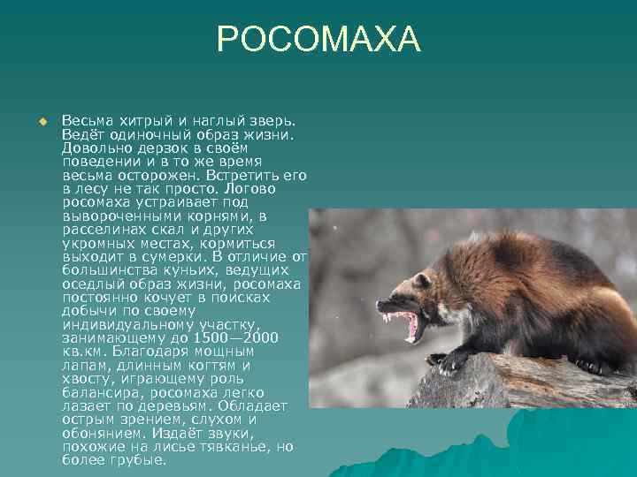 Росомаха – фото, описание и образ жизни животного