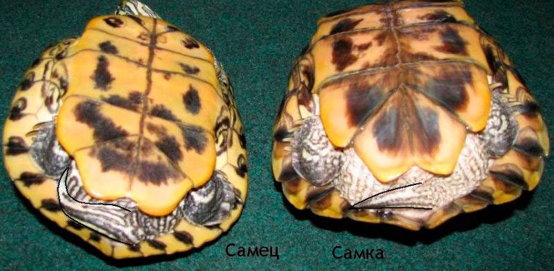 Красноухие черепахи — как определить возраст и пол?