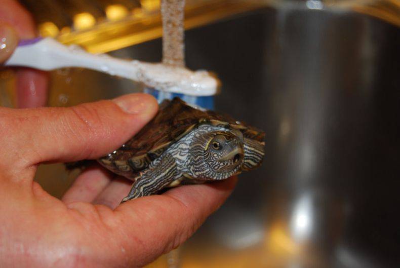 Как почистить панцирь черепахе, чем можно мыть в домашних условиях