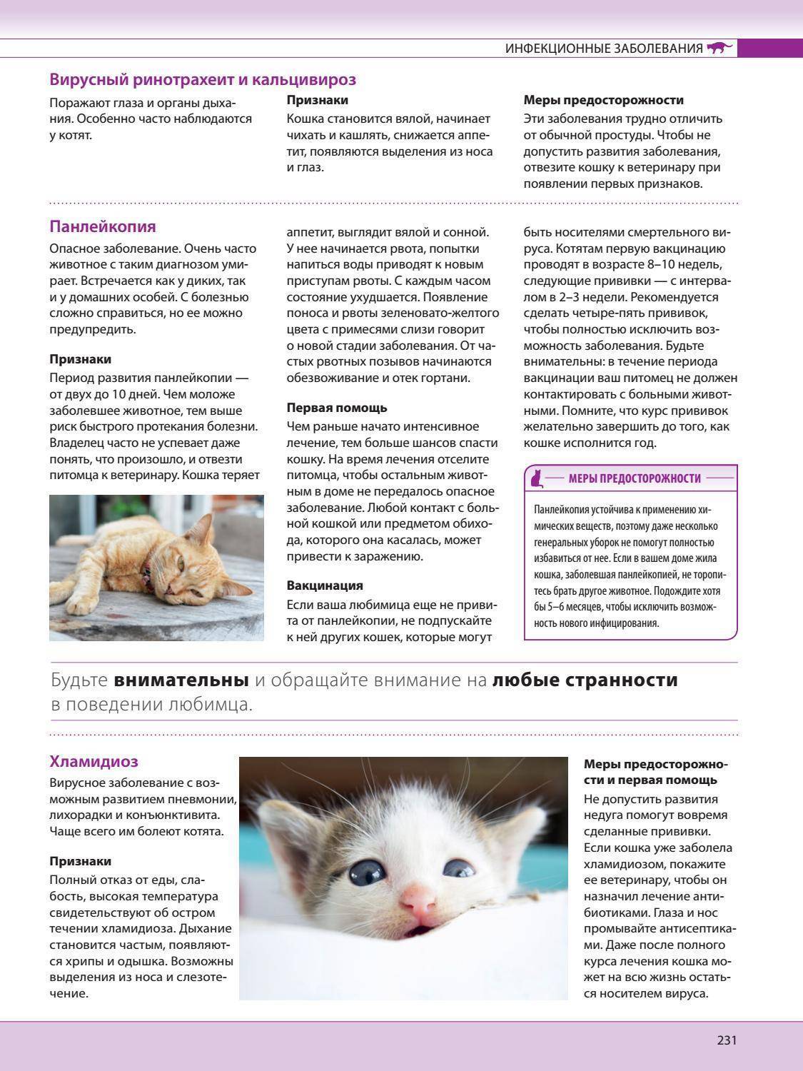 Беспокойство у кошки: причины и признаки