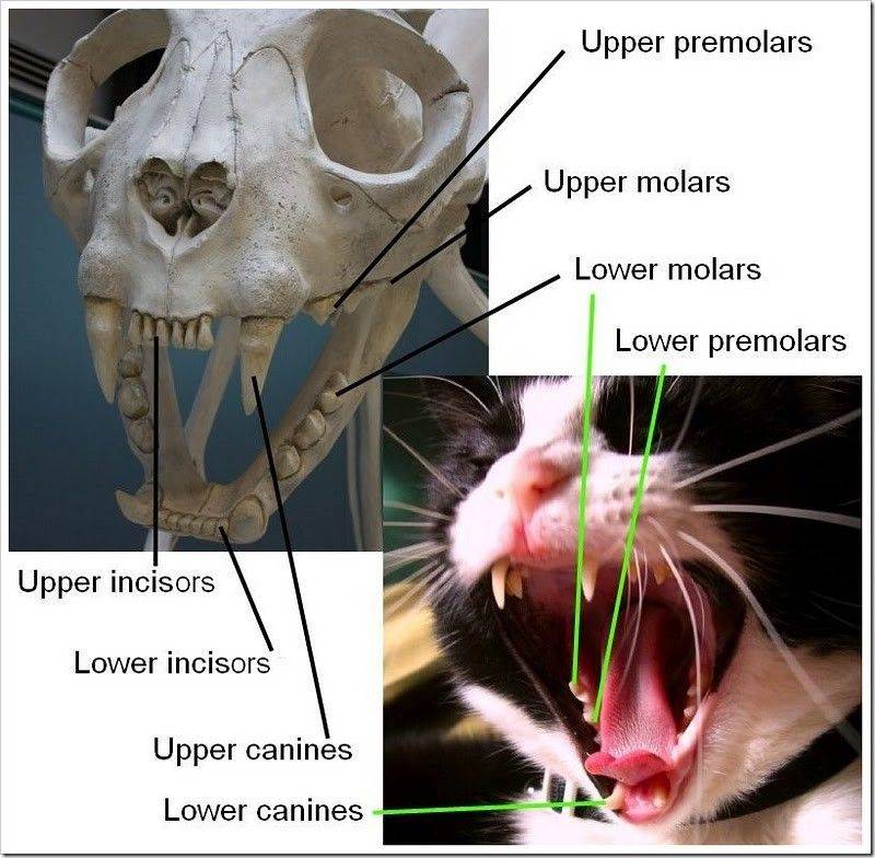 Сколько зубов у кошки и как ухаживать за ними?