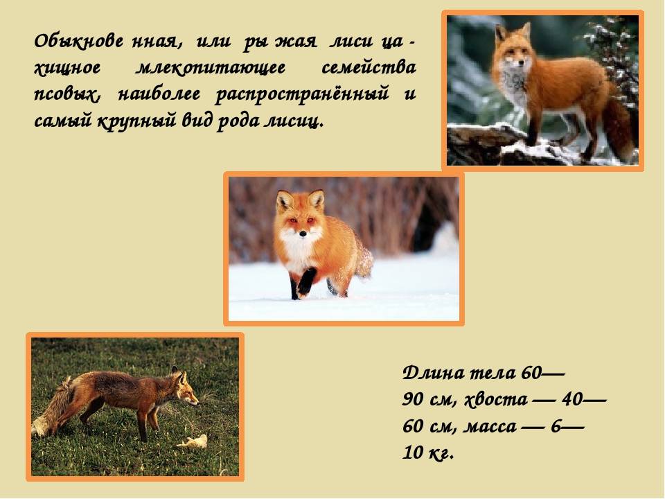 Обыкновенная лисица — всё об этом рыжем звере и его семействе