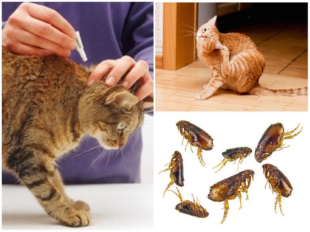 Как избавиться от блох у взрослой кошки и котёнка в домашних условиях