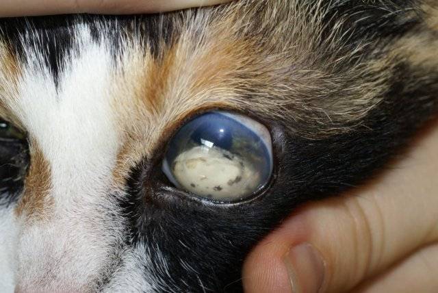 Белая пленка на глазах у кошки - причины, сиптомы, лечение