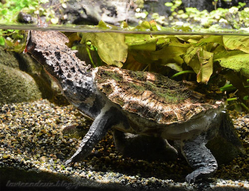 Мускусная черепаха: содержание и уход,описание,размножение,фото. | аквариумные рыбки