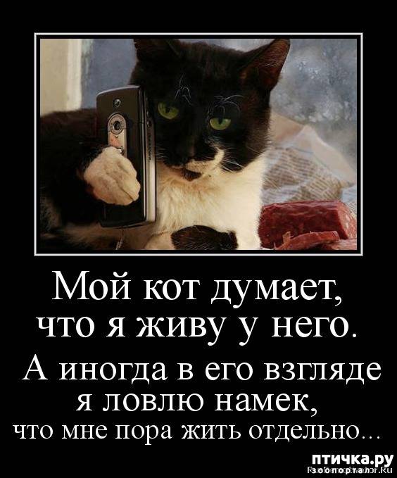 Что кошка думает о человеке, своём доме и мире в целом.