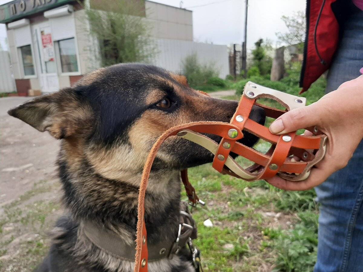 Как приучить собаку к наморднику - dogtricks.ru