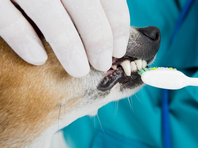 Зубной камень у собак: причины, лечение и профилактика | ваши питомцы